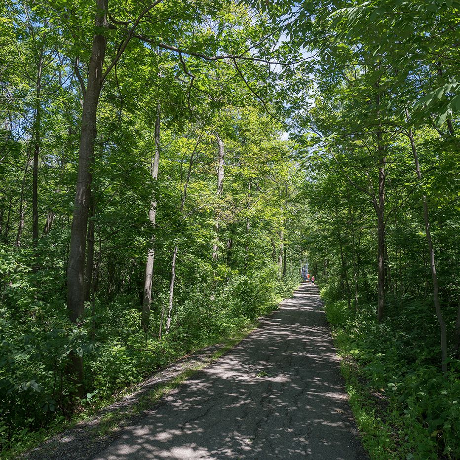 Boisé du campus avec chemin piétonnier