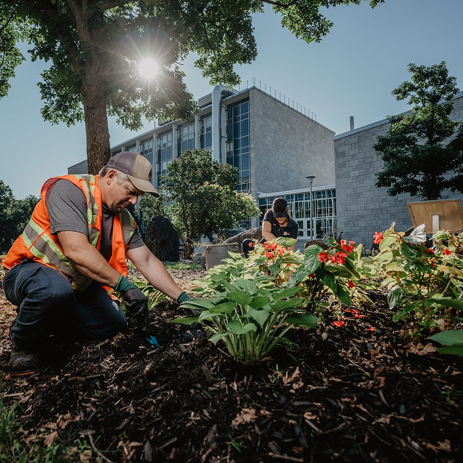 Horticulteurs qui désherbent une platebande fleurie